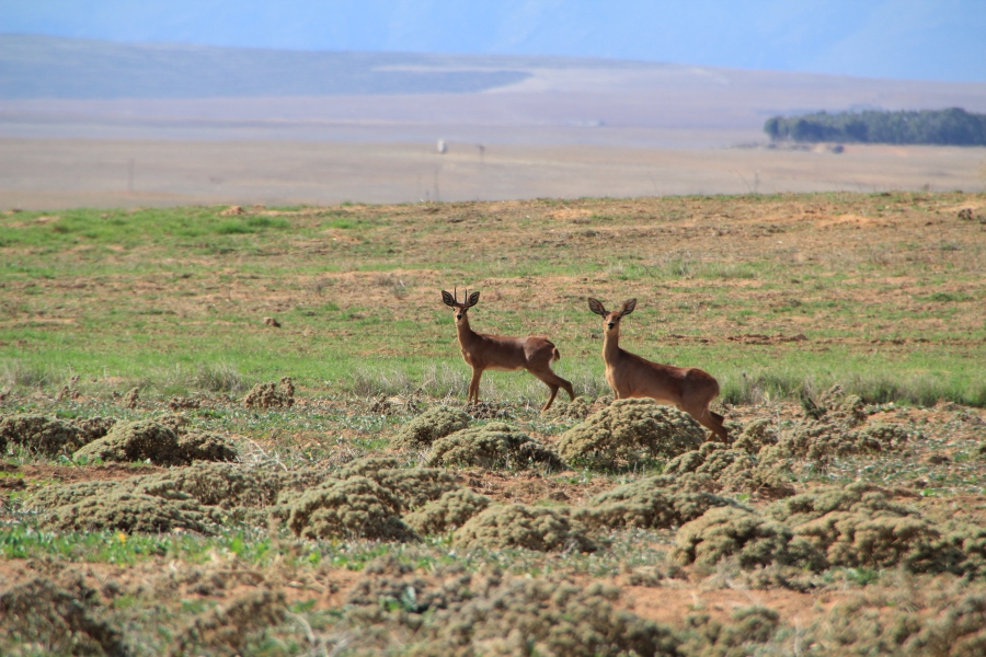 4 Bedroom Property for Sale in Hopefield Rural Western Cape
